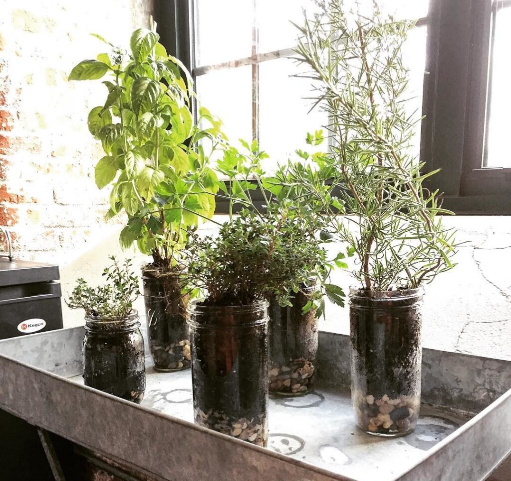 A mason jar Succulent garden