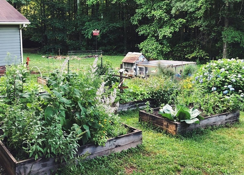 Turn Your Backyard Into A Best Urban Farm