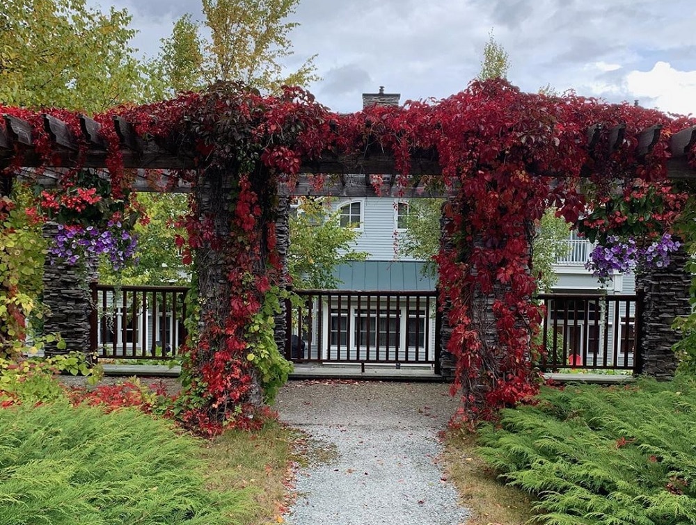 Pergola with climbing Vines