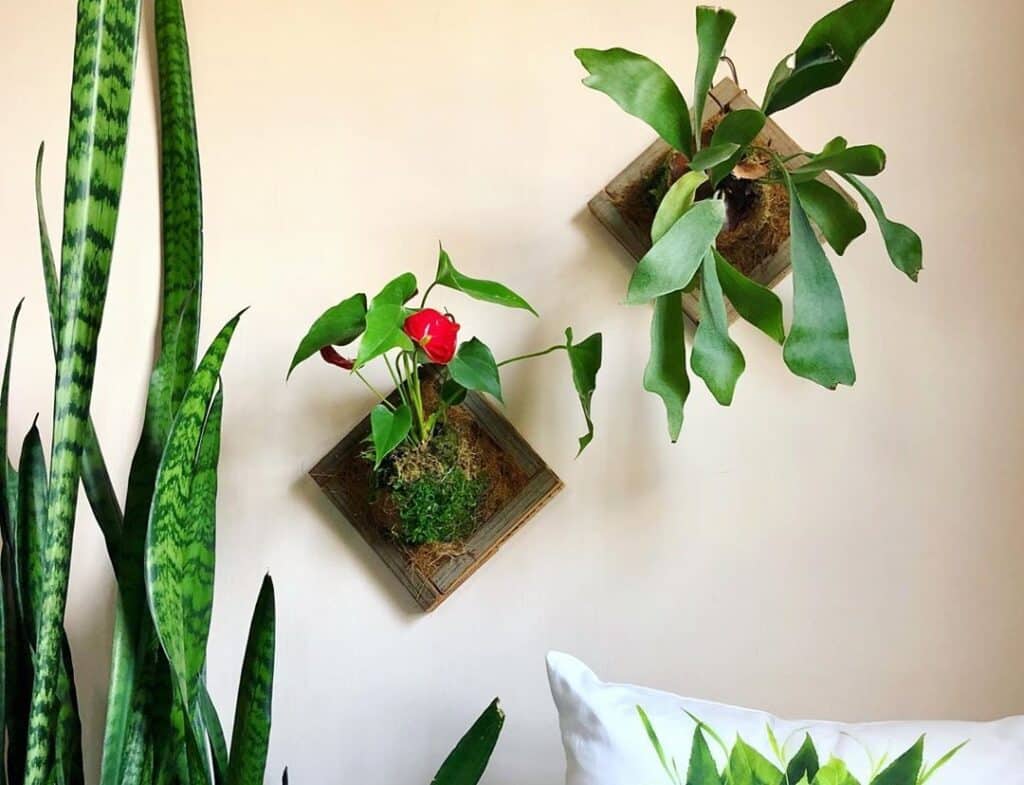 Wall-mounted plants