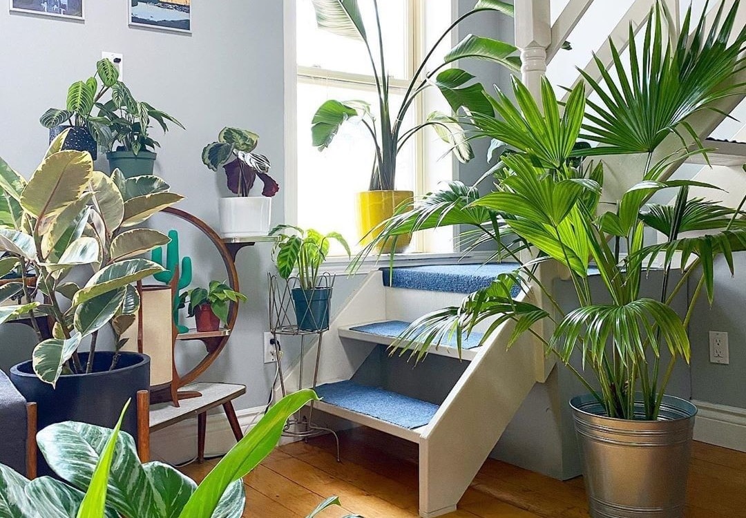 Best House Plants To Grow Indoors