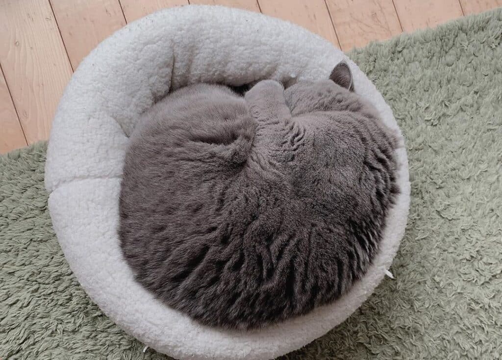 Create a resting pad for your cat