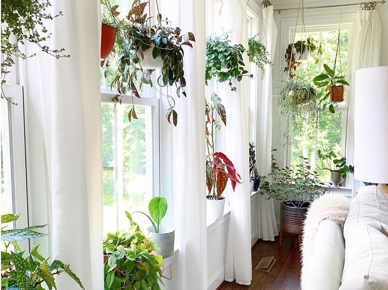 Grow Indoor Plants