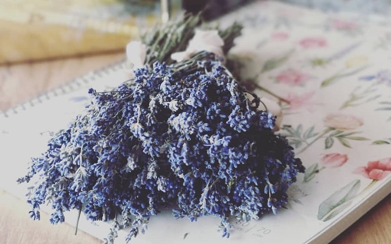 Proven Benefits Of Keeping Lavender In The Home