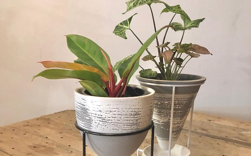 Simple Tips To Take Care Of Indoor Plants