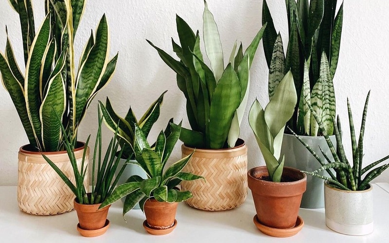 Snake Plant