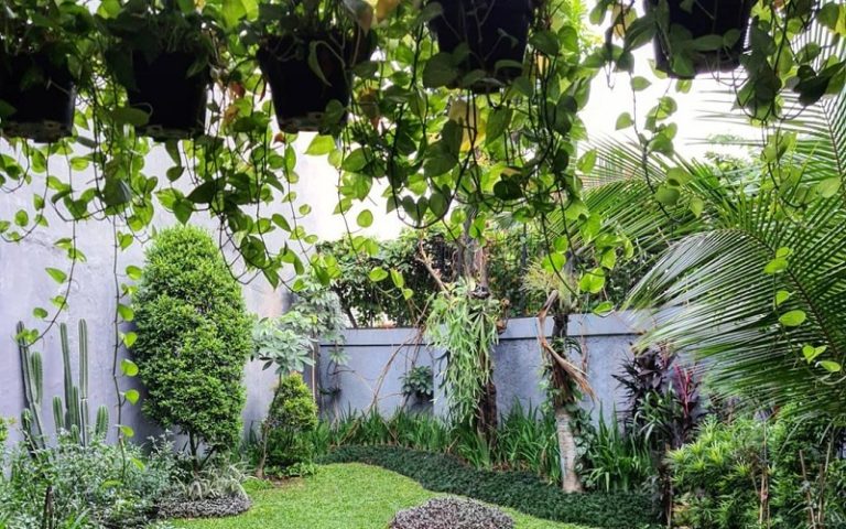 Top Low Maintenance Plants To Grow In Backyard