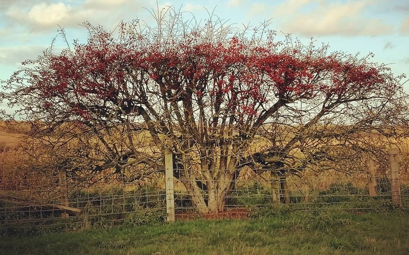 Hawthorn Tree