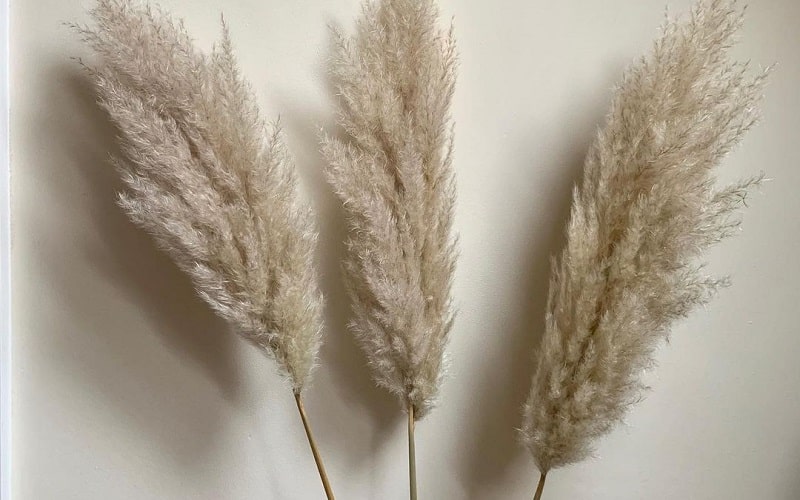 Excellent Ways To Highlight Pampas Grass In Home