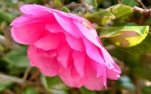 Prettiest Pink Flowers To Grow In Outdoor Garden Space