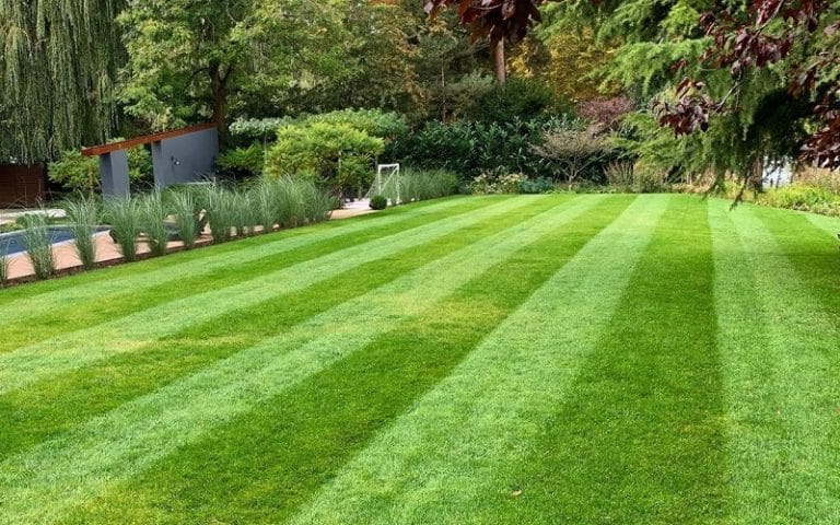 Smart & Efficient Tips To Grow Lush Green Lawn