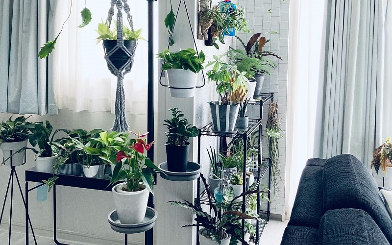 Houseplants To Introduce Inside The House This Summer