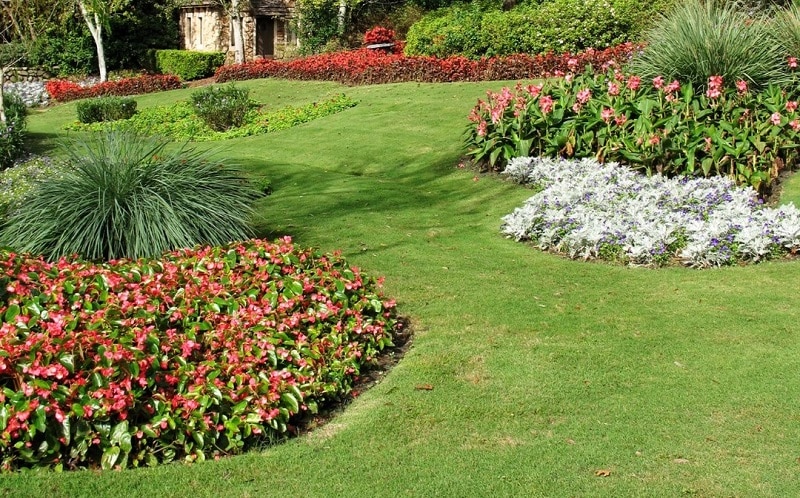 Flowering Bushes For Vibrancy and Contrast