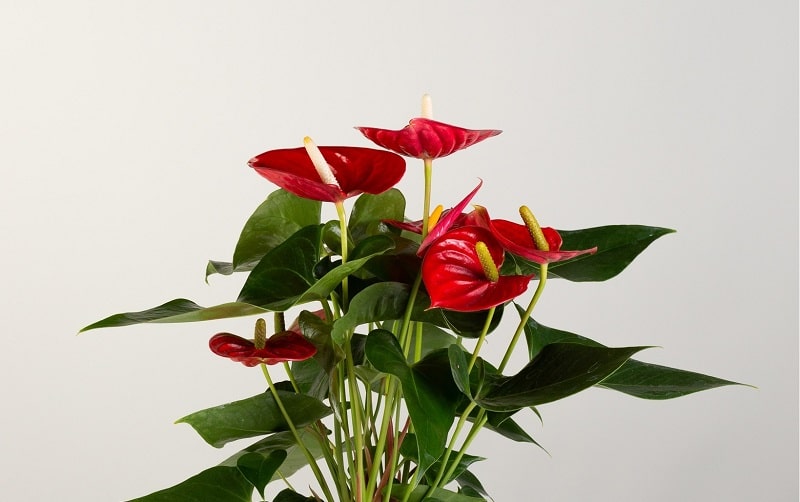 anthurium