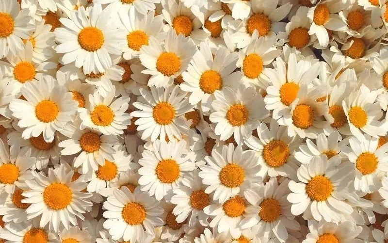 common daisies