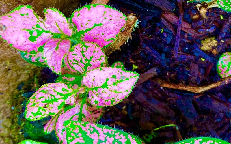 pink polka dot plant