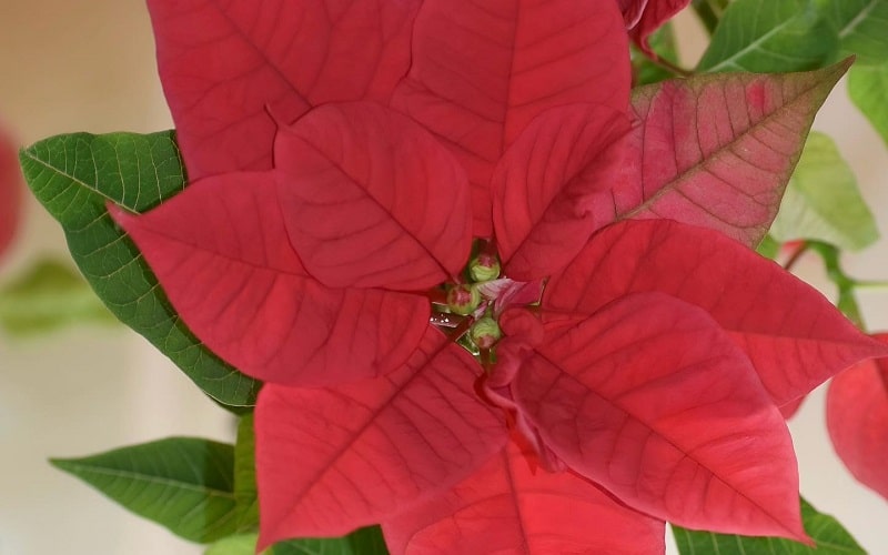 poinsettia