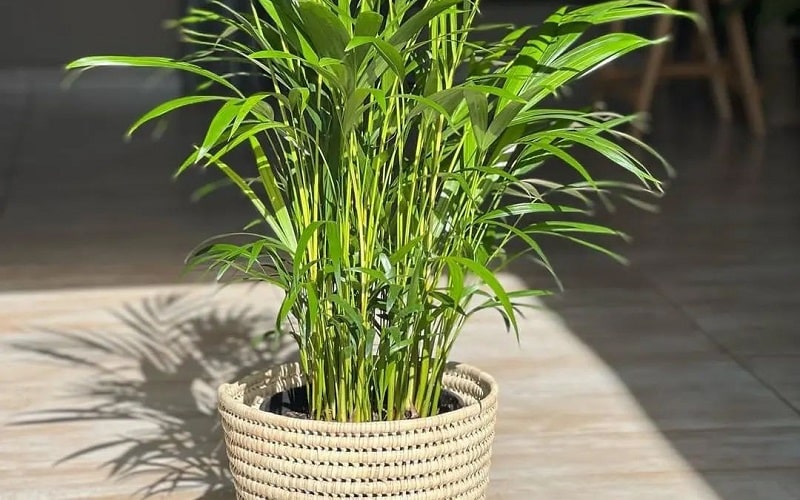 single bamboo plant