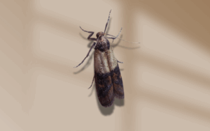 How to Get Rid of Moths in the House