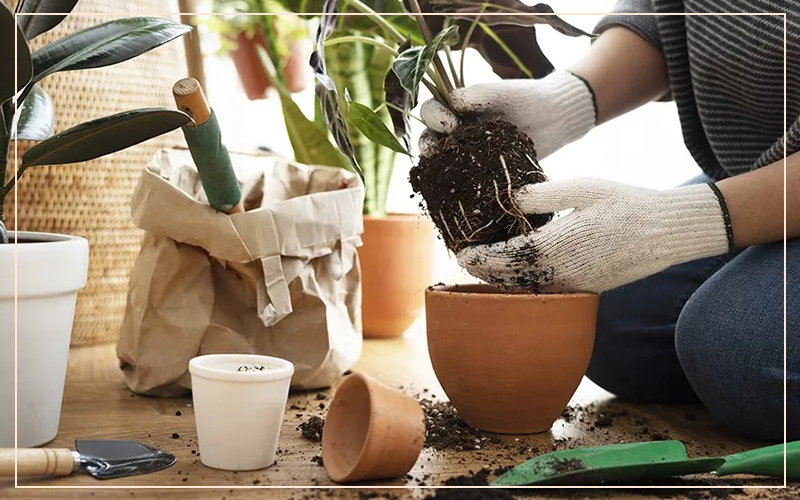 5 Mistakes to Avoid When Repotting Houseplants
